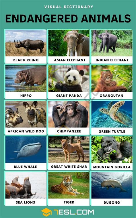 Endangered Animals: List of 15+ Endangered Animals with Facts 2 ...