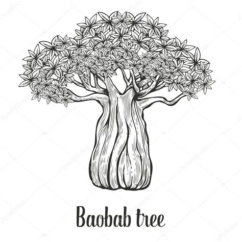 Baobab Tree Drawing at GetDrawings | Free download