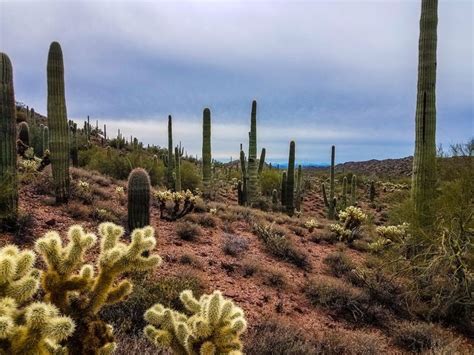 15 Best Things to Do in Wickenburg, AZ