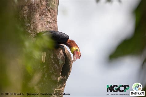 It takes a school, and a community, to save this rare Philippine hornbill