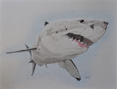 A commissioned colored pencil drawing of a great white shark. Love ...