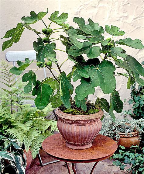 Growing Fig Trees In Containers - KGarden Plant