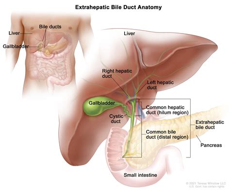 Extrahepatic Bile Duct Anatomy_Winslow - Canadian Liver Foundation