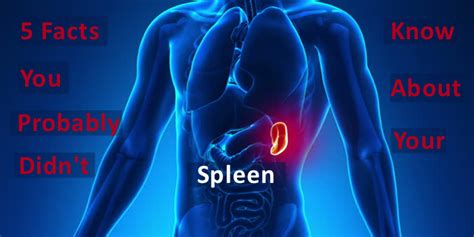 5 Facts You Probably Didn't Know About Your Spleen