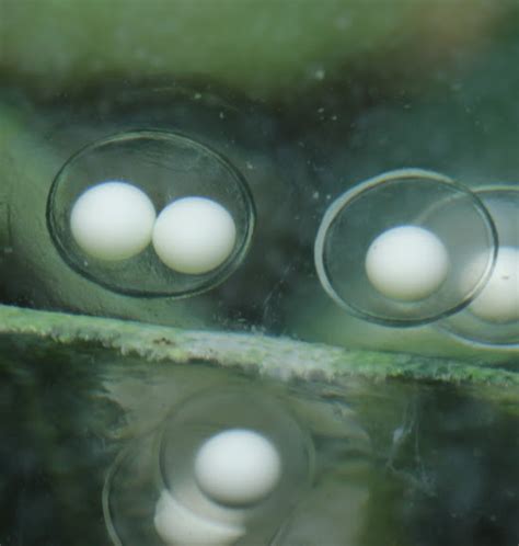 Axolotl Eggs - How To Hatch Axolotl, How To Grow Axolotl