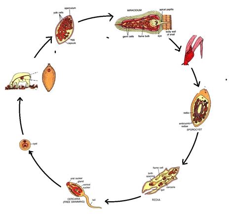 Biology learnspot: Life cycle of Fasciola hepatica