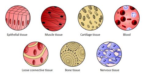 Human Body Tissues And Their Functions