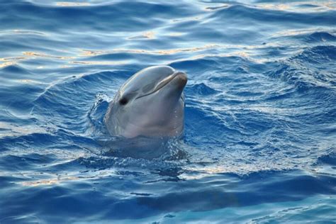 Enjoy An Anna Maria Island Dolphin Tour