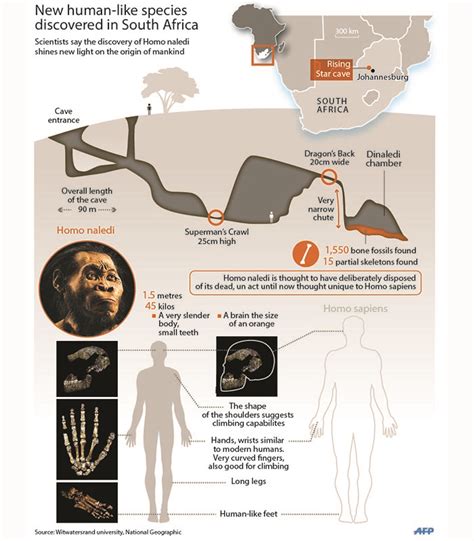 Homo Naledi: SA's Clergy Reject Theory That Africans Come from Apes