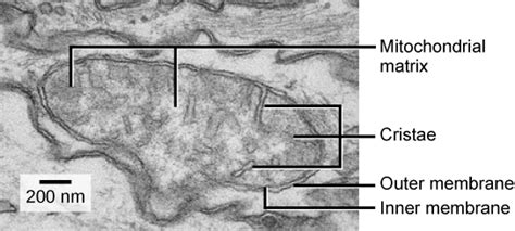 3.7: Eukaryotic External Structures - Biology LibreTexts