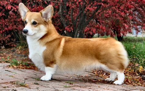 Corgi galez Pembroke: Caracteristici rasă câine - Tărâmul Animalelor