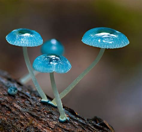 Pin by Deb Phillips on Photo | Stuffed mushrooms, Fungi photography ...