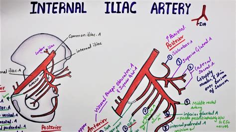 Iliac Artery