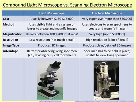 Microscope Magnification Comparison - Micropedia