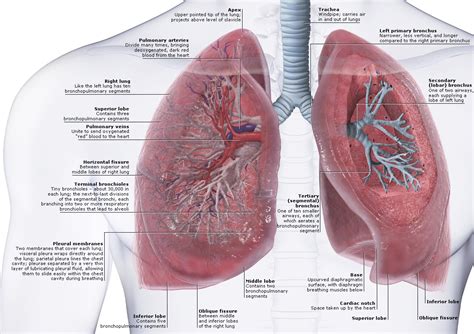 Lungs Anatomy | Faculty of Medicine