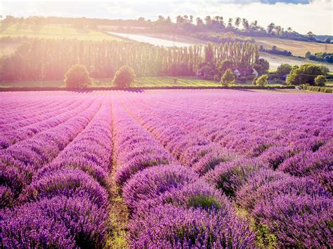 Lavender field - craibas.al.gov.br