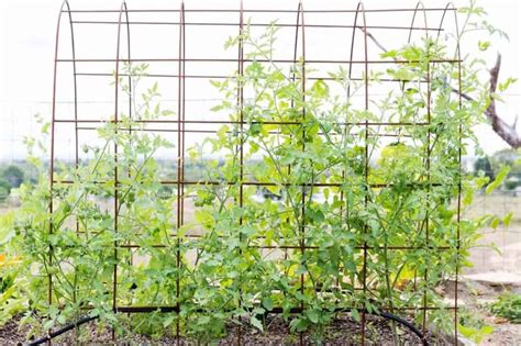 Tomato Stakes & Cages: 4 Options For Healthy Tomatoes - Growfully