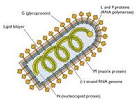 Rabies - microbewiki