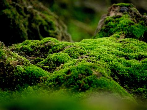 30+ Different Types of Moss (And Most Common Moss Species) - PlantSnap