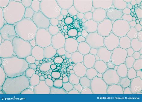 Plant Tissues Under the Microscope in the Laboratory. Stock Photo ...