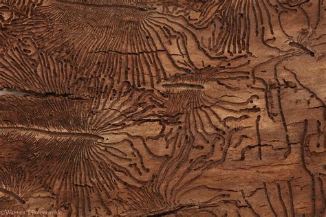 Patterns in Elm bark made by Elm Bark Beetles photo WP49114