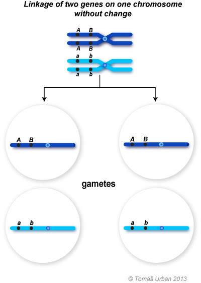 Linkage (Genetics); Genetic Linkage