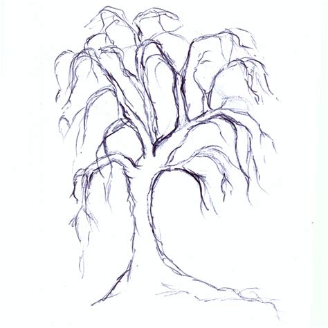 Weeping Willow Tree Drawing at GetDrawings | Free download