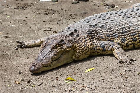 File:Saltwater crocodile (Crocodylus porosus), Gembira Loka Zoo, 2015 ...