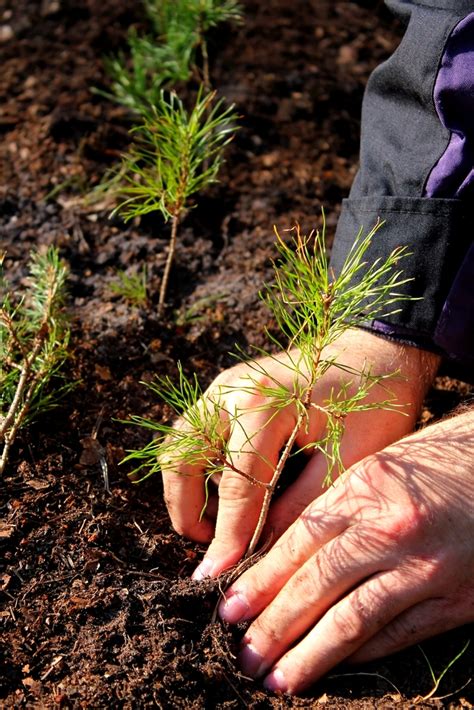 How to Grow a Christmas Tree From Seed