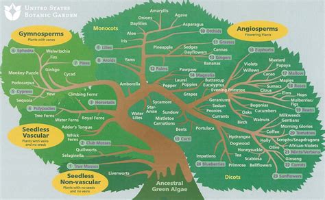 UpFront with NGS: Family Trees Come in All Shapes and Sizes -- Family ...