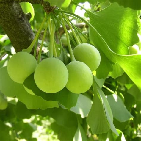 I Tested the Amazing Benefits of Ginkgo Tree Seeds for Sale - Here's ...