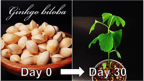 How to grow Ginkgo tree from seed｜Growing Ginkgo biloba｜How to grow #13 ...