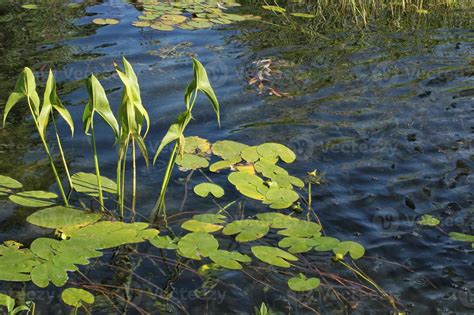 Wetland Plants Stock Photos, Images and Backgrounds for Free Download