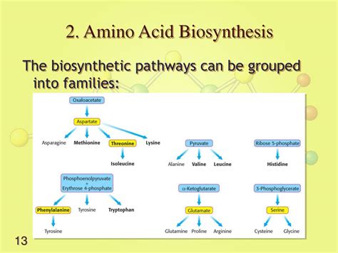 PPT - Lecture 11 - Biosynthesis of Amino Acids PowerPoint Presentation ...