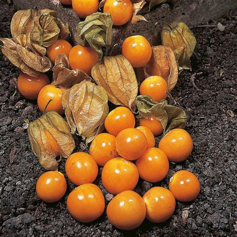 Cape Gooseberry new | Vegetables | Premier Seeds Direct ltd