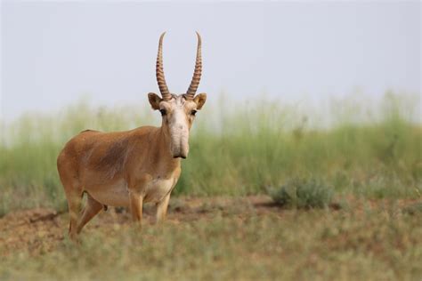 Increased Protection for Critically Endangered Saiga Antelope | Saiga ...