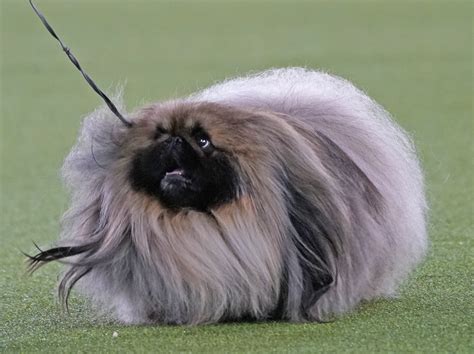 A Pekingese Named Wasabi Won The 2021 Westminster Dog Show : NPR