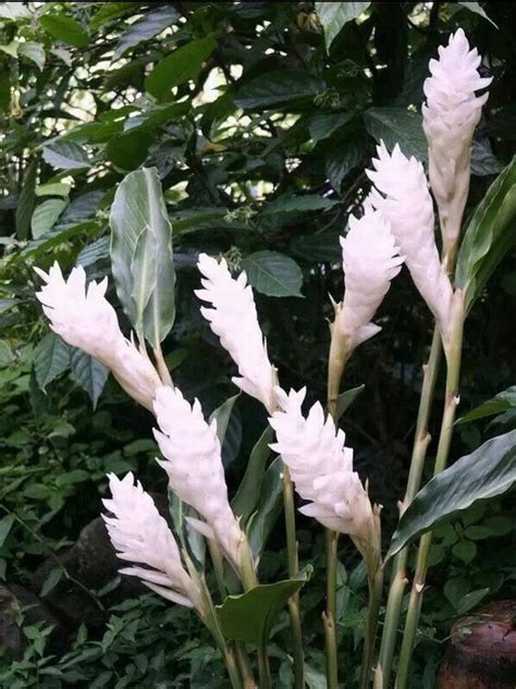 Huge Sale- White Ginger 1 Plant purest live fresh and easy tho grow ...