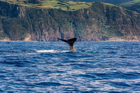 Whale & Dolphin Watching in Azores: all you need to know