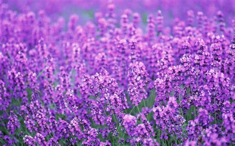 Lavender Flowers Desktop Background - Wallpaper, High Definition, High ...