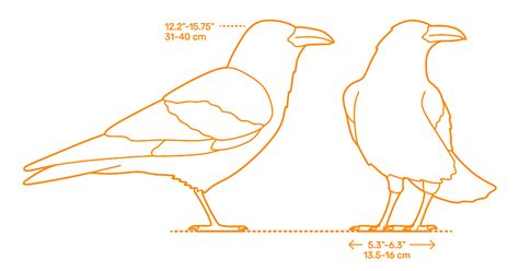 Common Raven (Corvus corax) Dimensions & Drawings | Dimensions.com