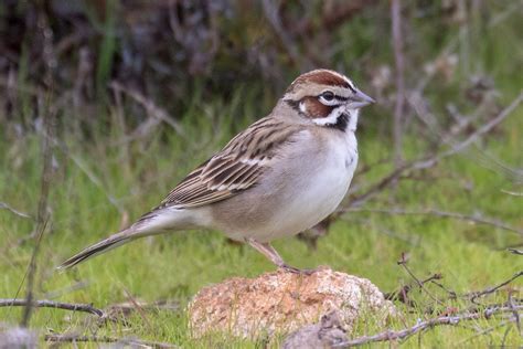 Lark Sparrow | San Diego Bird Spot