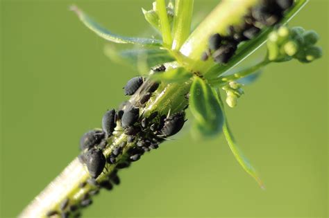 How to Identify, Remove, and Prevent Aphids on Plants - PlantSnap Blog