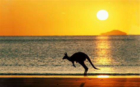 «kangaroos» 1080P, 2k, 4k Full HD Wallpapers, Backgrounds Free Download ...