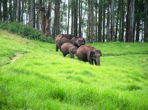 The Nilgiri Biosphere Reserve – Honey Portal