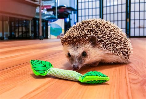 Top 18 Best Toys For Hedgehogs Reviews 2019 - My Life Pets