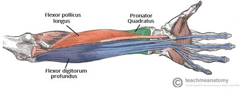 Muscles of the Anterior Forearm - Flexion - Pronation - TeachMeAnatomy