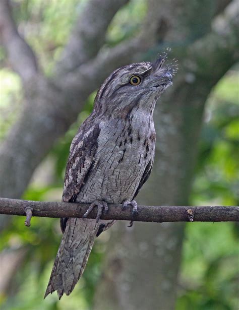 Pictures and information on Tawny Frogmouth