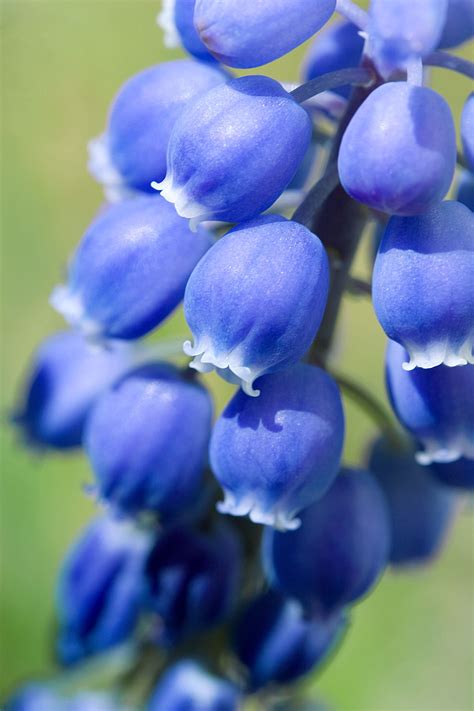 Grape Hyacinths | OG-Vision | Blue bell flowers, Bluebells, Flower pictures