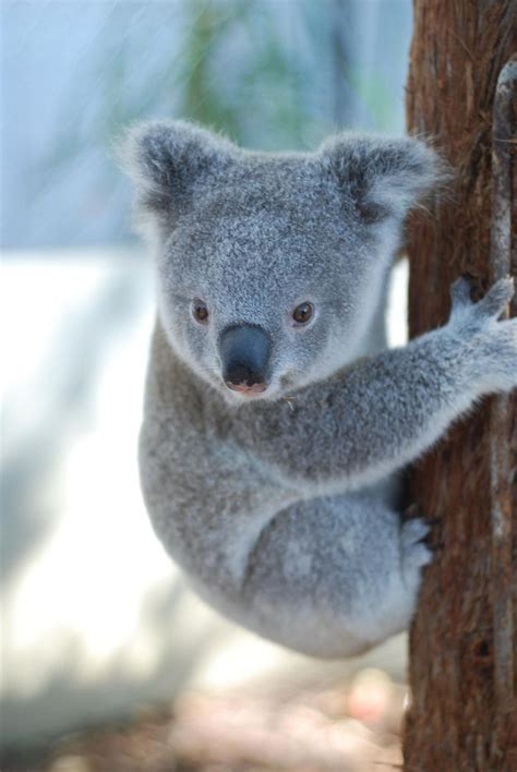 Australian Threatened Species: The Koala – Bondi Wash